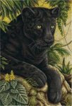 (image for) Black Velvet of the Jungle
